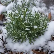 寸冬是一味中草药吗？