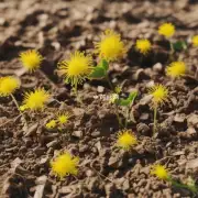 生地黄的主要成分有哪些？