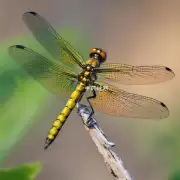大头蜻蜓颜色是什么？