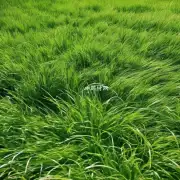 问什么是草？