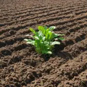 在什么情况下应优先考虑使用有机肥料或化学肥料用于苍术的种植?