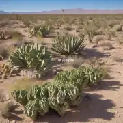 哪些沙漠地区的植物能够用来治疗疾病?