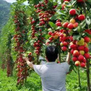 湖南省的水果种植情况如何?