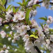 柳樱花是什么植物？它的叶子和花朵有什么特点吗？