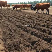 种植牛膝后应如何处理土壤以增加其肥沃度吗?