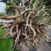 隔叶草果木姜黄和白花藤皮草这些植物的根茎有没有芡实的味道?