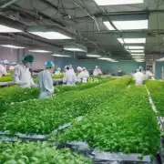 中国药材种植示范场杭州东湖分场中药材贝母生产情况如何?