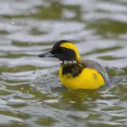 黄精泡水的味道有什么特别之处吗?