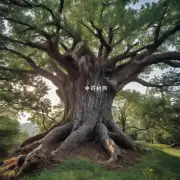 楝树一般生长在什么样的地方?