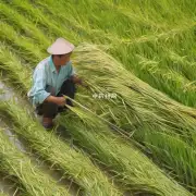 种植薏米前景怎么样?