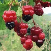 众所周知中国的大部分地区都有野莓但是我要问的是在那个地方最出名产出最多的是野莓呢?