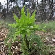 虎皮当参是野生植物吗?