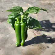 我来猜一下青椒可能指的是一种植物吗?