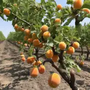您认为目前市场上的杏仁品种丰富度如何?