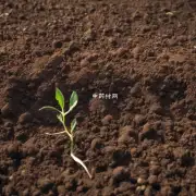 马塘草需要什么样的土壤条件才能茁壮成长?