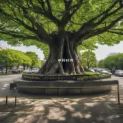 你知道在什么地方可以找到桑白皮的树吗?