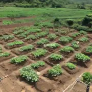 昌邑市当归种植基地在哪里?