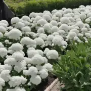如果你在一个季节内种植了大量的白术植物那么你是否需要提供额外的支持呢?