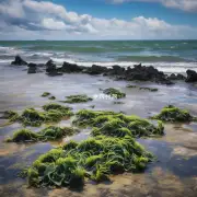 海藻有哪些种类?