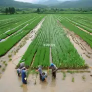 中国元胡种植最主要的产区有哪些?