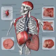 苦地丁如何影响心血管系统?