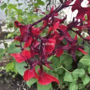 大血藤的花朵是什么颜色?