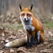 狐臭的常见用法有哪些?