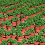 以以以以以以以以以以以种植的技巧如何帮助植物生长?