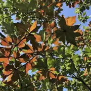 大血藤的叶子是什么形状?
