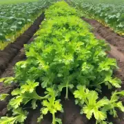 黄芹种植所需的施肥方法是什么?