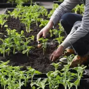 天麻种植所需的种植时间是多少?