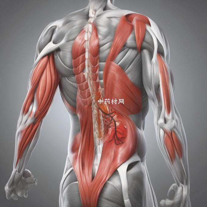 如何缓解背部肌肉酸痛的症状呢？