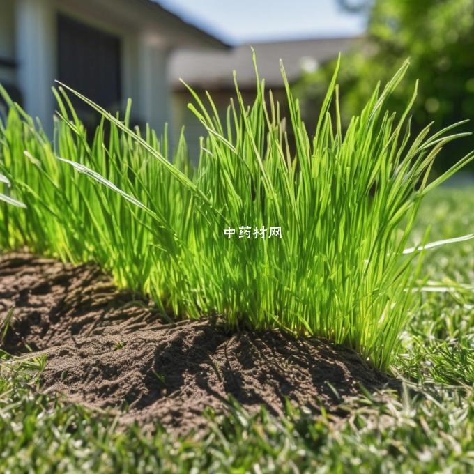 夏枯草种植的最佳施肥频率是什么?