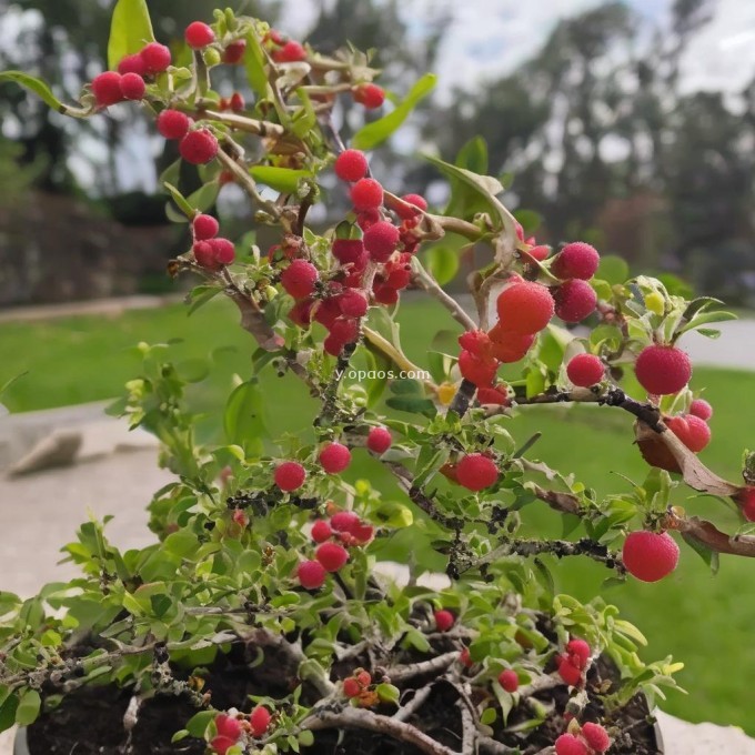 栀子花是一种什么植物？它的果实有什么作用吗？