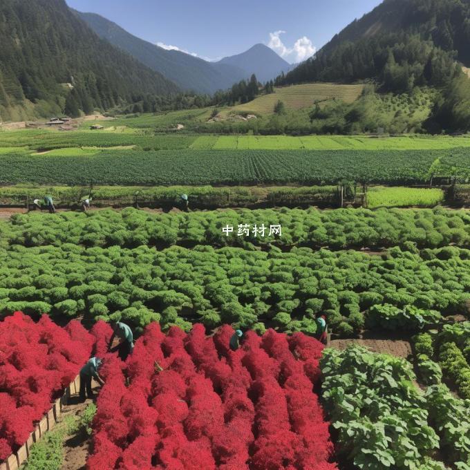 如何正确地种植采摘或加工映山红以确保品质和效果？