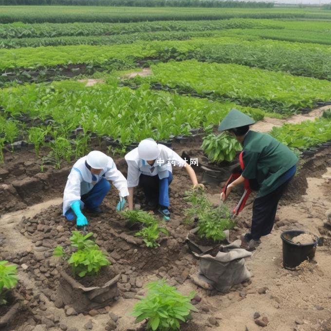 亳州市内有哪些种植药材的地方？