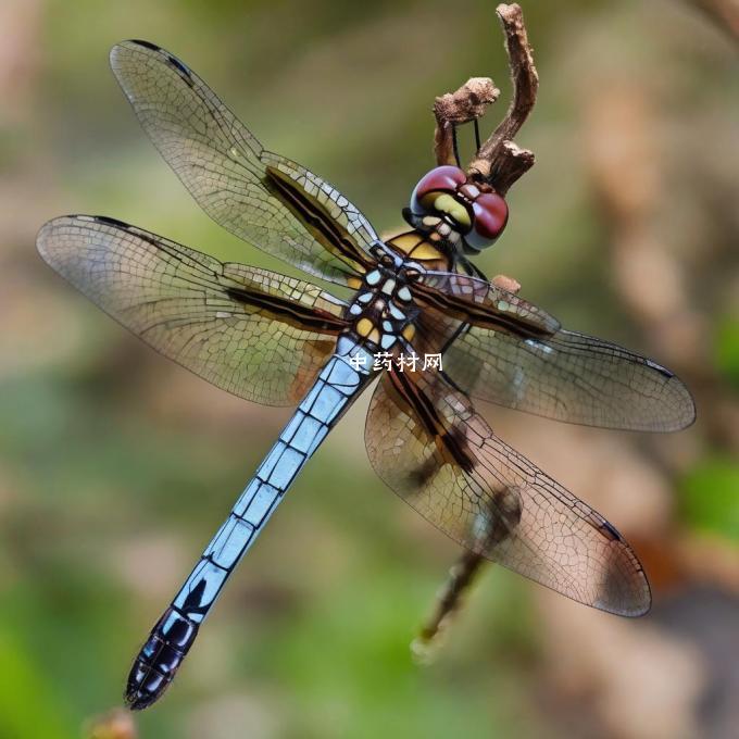 中药蜻蜓是种什么植物或动物的名字吗？