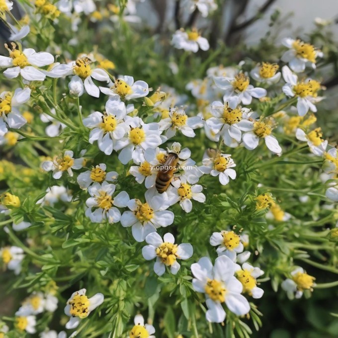 为什么选择在湛江种植黄芪？