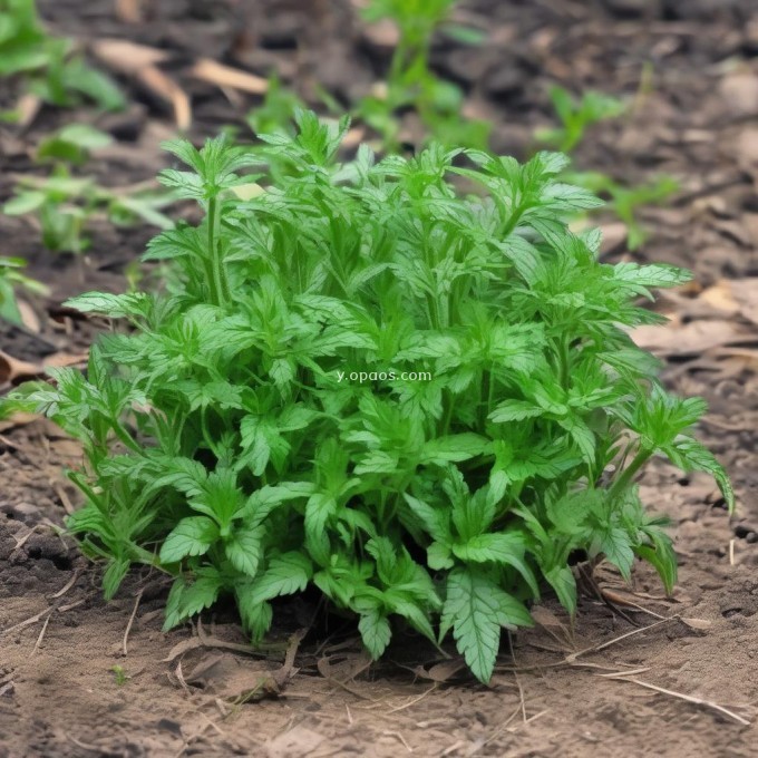 川贝母是一种天然草本植物还是合成化学物质制成的产品？