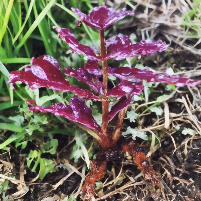 独脚丝茅是什么植物？