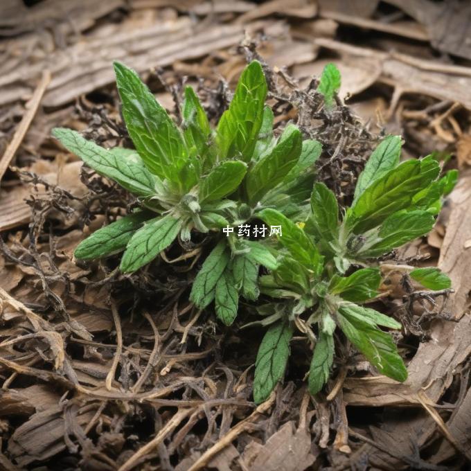 哪些疾病可以用中草药葛根治疗或辅助治疗？