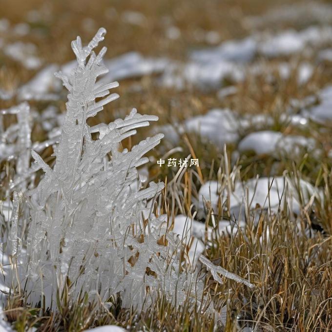 积雪草在市场上的价格是多少？