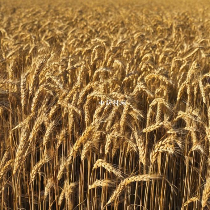 在什么地区种植了高产的小麦？