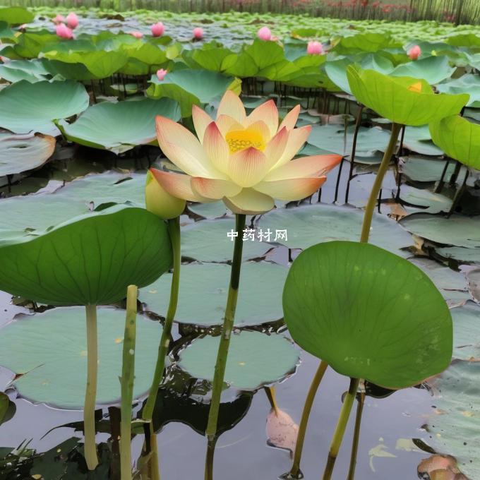 哪些工具可以帮助你更好地管理你的花园里的八角莲植株？