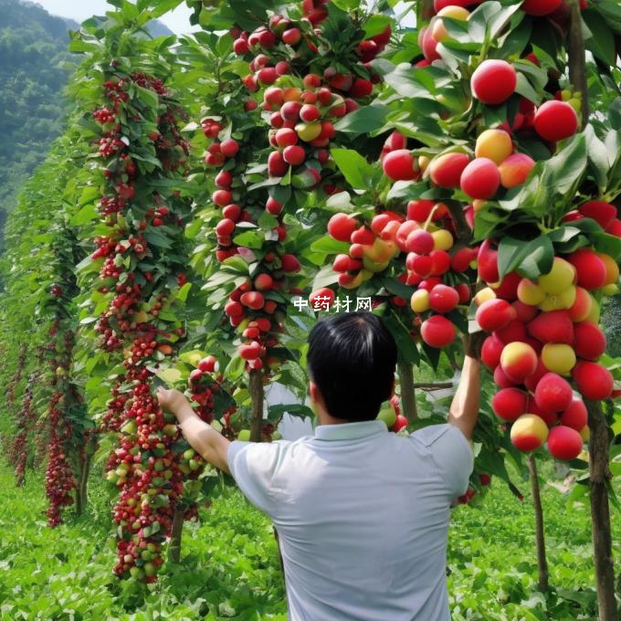 湖南省的水果种植情况如何?