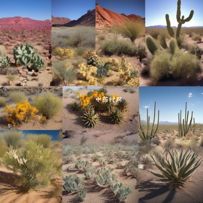 沙漠里有哪些植物是濒危物种或受威胁的生物多样性类型?