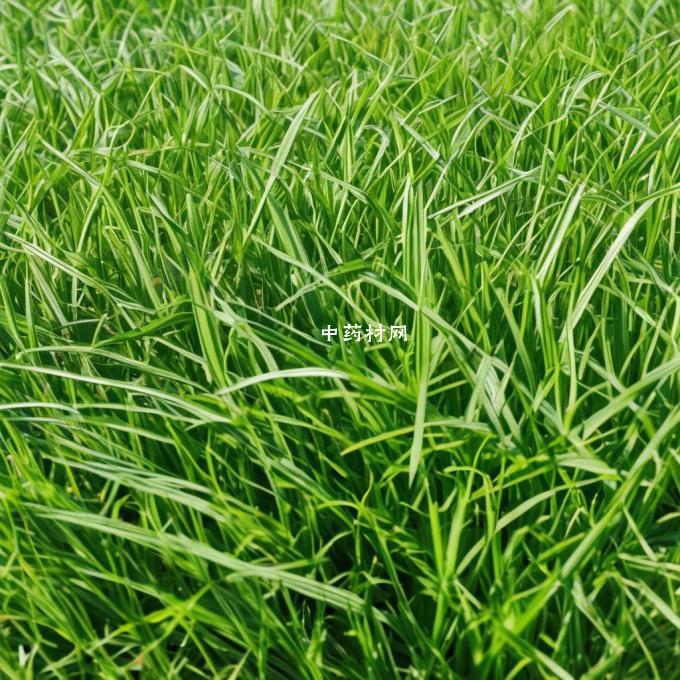 马塘草是否易于栽培种植?
