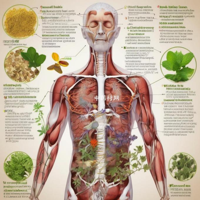 中草药如何被吸收进人体中?
