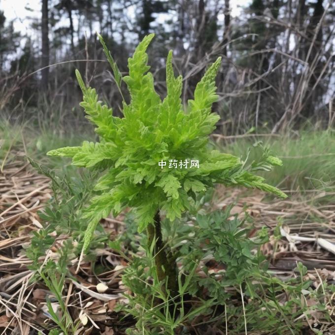 虎皮当参是野生植物吗?