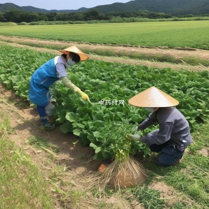 丰县哪一些地区种植了半夏作物呢?